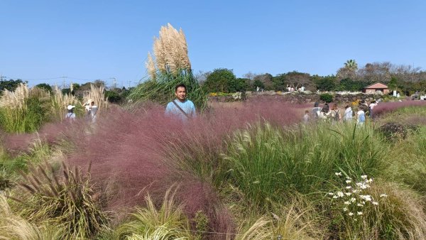 韓國濟州島：山茶花之丘2912438