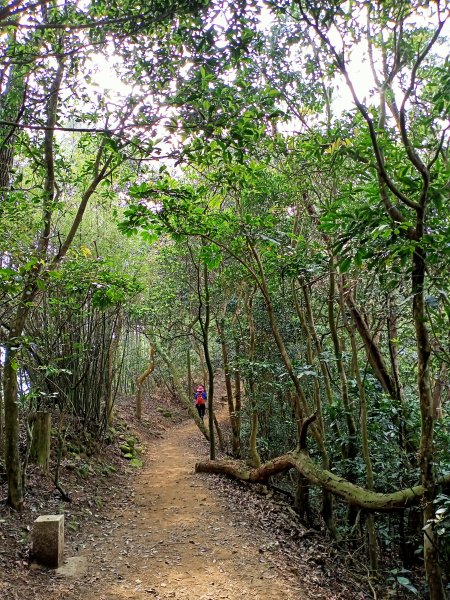 【小百岳集起來】【新竹-臺灣百大必訪步道】花木扶疏的飛鳳山、觀日坪古道1341760