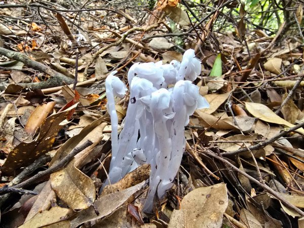 橫嶺山／沙蓮山／笛吹山O繞2787692