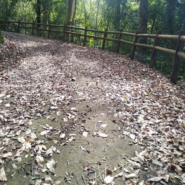 山塘背登山步道-竹林秘境1606079