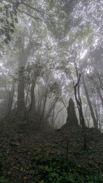 113.06.01魯壁山-東穗山之旅2529878