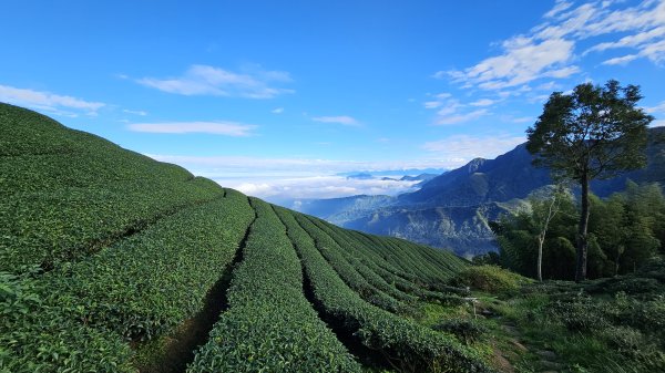 241122-慢走溪頭六連峰（大崙頭山、貓冬望山、民眾坪山、樟空崙山、志騰山、竹崙山）。美美兔沒在怕2654751