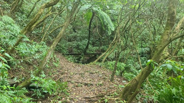 2025-01232淡蘭古道北二段(燦光寮古道到澳底)2696574