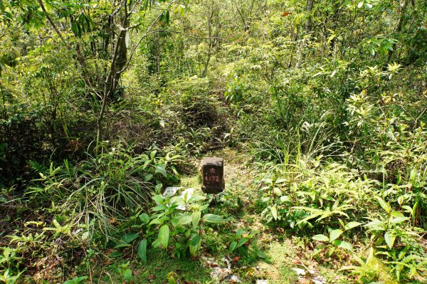 新北 烏來 志良久山3035165