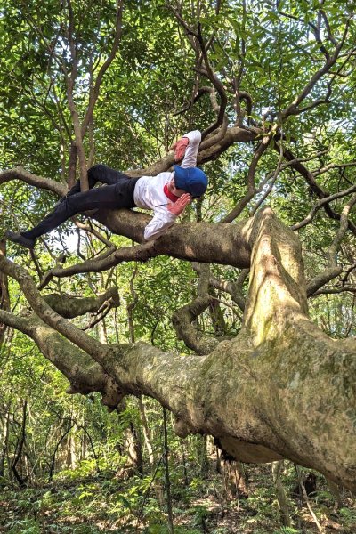 東勢大崙、東勢坑山、觀音湖山O走2986338