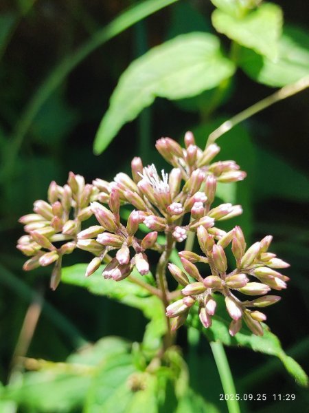 七星山二進2894969