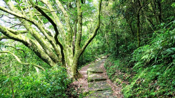 環七星山步道2837887