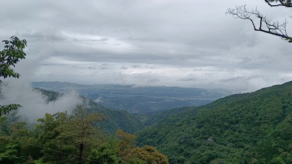 粉紅水晶蘭(長壽山~醜崠山下切出林道24.5k)2186305