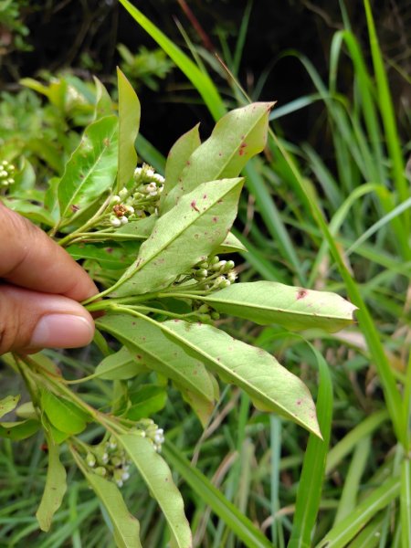 稍來小雪山國家步道、船型山、鞍馬山、鞍馬山東北峰、天池、雪山神木2799758