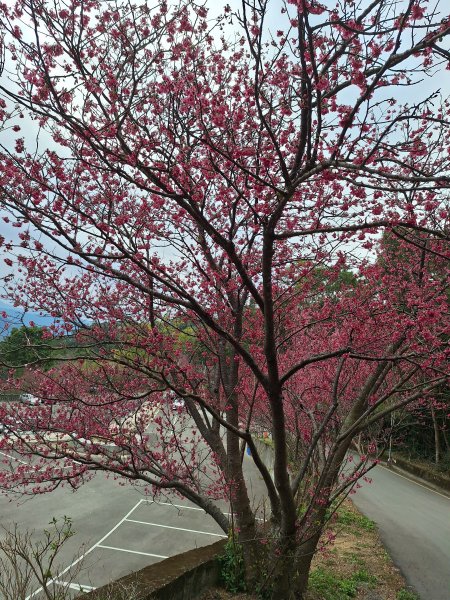 樟之細路RSA45(協雲宮至沖庫山來回)+和興山202501312702840