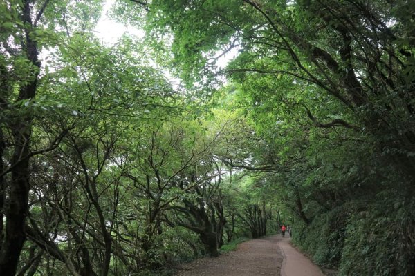 〔陽明山 〕面天山 向天山 向天池 二子坪步道。火山口湖 獨特生物蚌蟲 向天蝦（豐年蝦）2235361