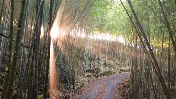 【巃頭-龍銀山天氣】阿里山日出私房秘境691537