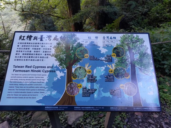 【新竹縣五峰鄉】檜山巨木森林步道2833698