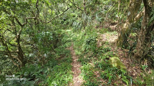 平湖西步道.內平林山.大坑山.平湖東步道O走全紀錄3094138
