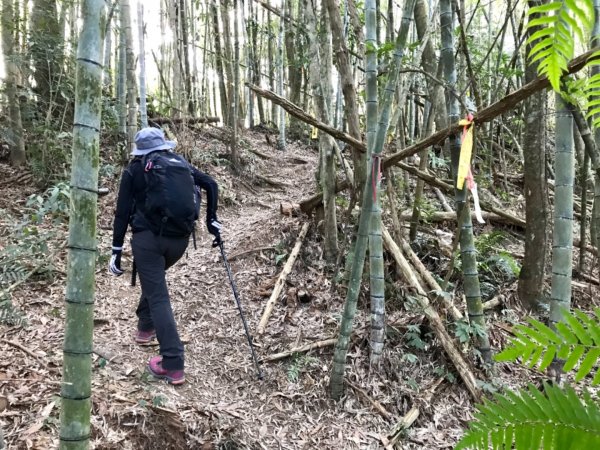 魚池大尖山森與竹的饗宴1274820