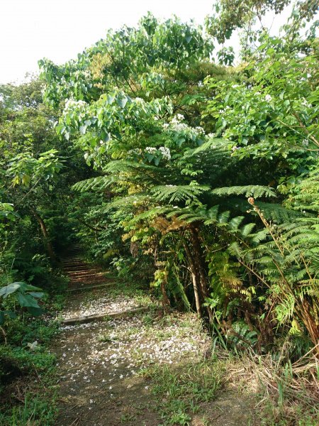 大分林山步道賞桐花578059