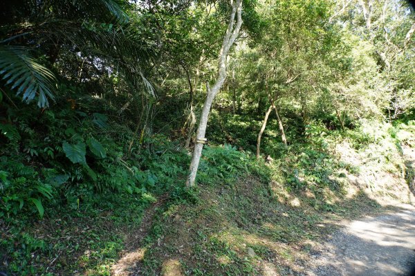 桃園 龍潭 太平山、清水坑山、石門山、小粗坑山、大竹坑山2977117