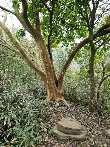 白雲山-小百岳#69-高雄市甲仙區2750259
