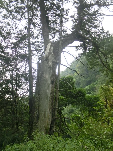 拉拉山神木群．巴陵古道620786