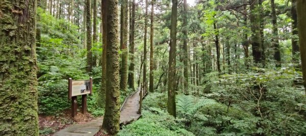 東眼山國家森林遊樂區2522654