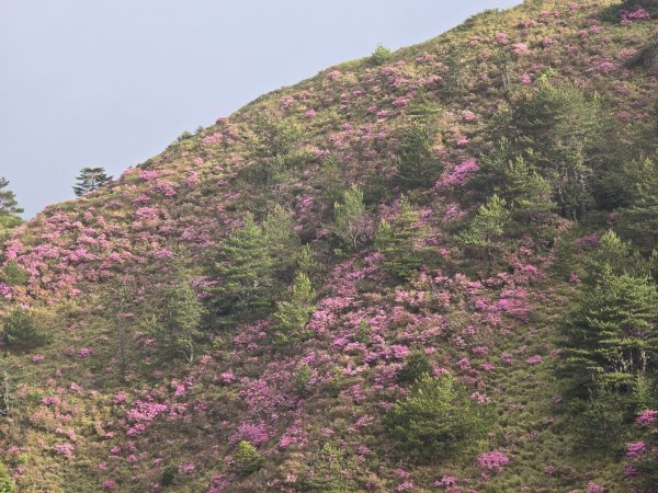 屏風山2天1夜順遊合歡北賞紅毛杜鵑花海2516418