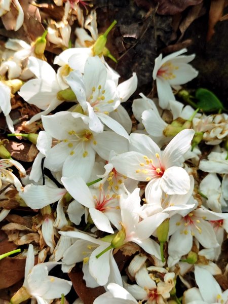 造橋車站-口山古道-鹿廚坑步道3039846