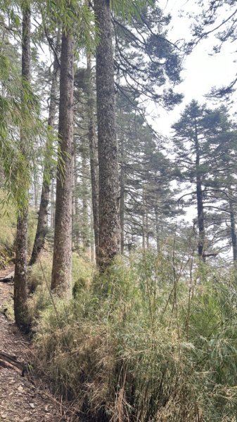 東埔-排雲-玉山西峰-玉山主峰2753158