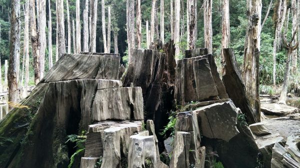 金柑樹山&忘憂森林步道20171023193214