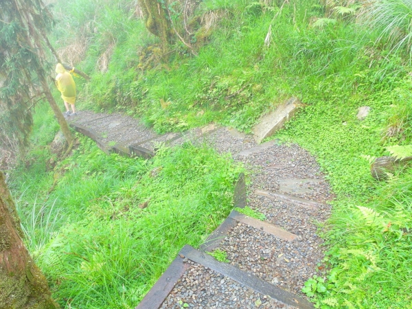 太平山之台灣山毛櫸國家步道43316