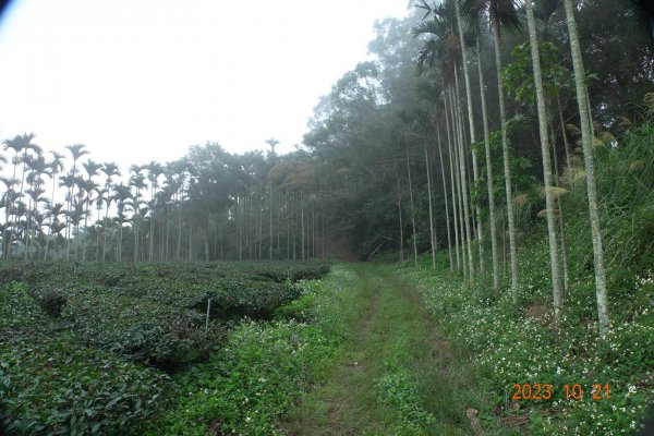 南投 烏來山、南阿冷山、中阿冷山、阿冷山東南峰2325517