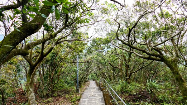 《臨江仙・碧山巖櫻花》2714225