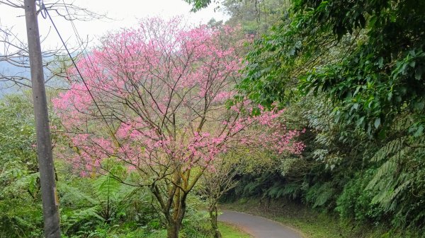 大尖山,四分尾山,勤進路1630944