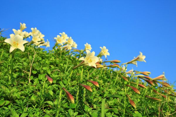 初夏北海岸的山花亂舞-麟山鼻的台灣百合125485