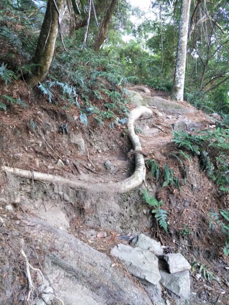 谷關七雄：八唐縱走(八仙山、唐麻丹山)1507554