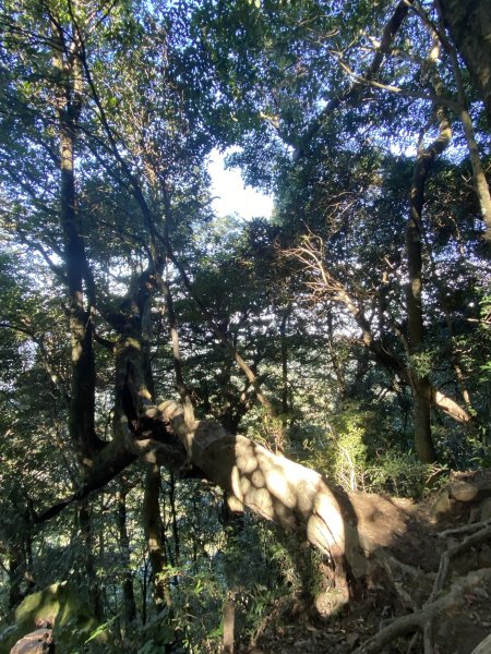 114.11.16 北得拉曼追黃金山毛櫸2937931