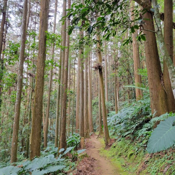 福山古道1554252