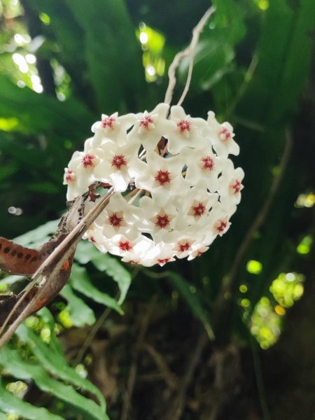 淡蘭古道第三段（我的淡蘭最終章）2838808