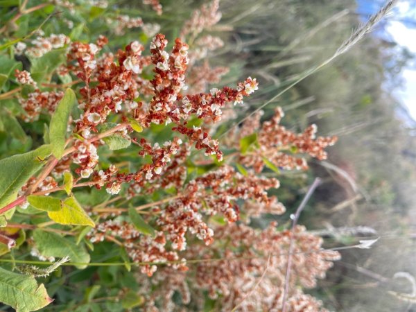 拉薩/布達拉宮-札達/古格王朝遺址皮央東嘎遺址-古寺廟2898491