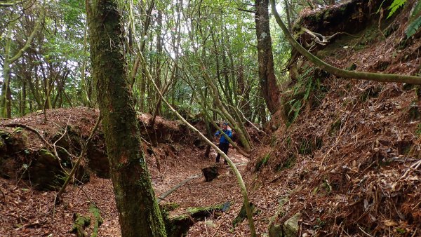 尋幽訪古遊走千年巨木和幻霧美森的樂山林道2882339