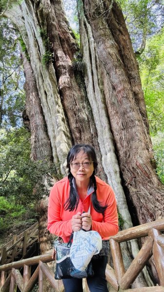 新中橫看玉山 首訪鹿林神木2836991