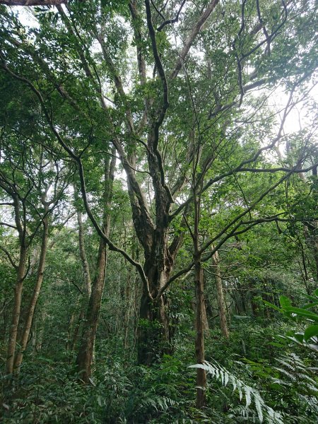 水田林道上貴妃山-鞍部石猴-那結山O型走1307492