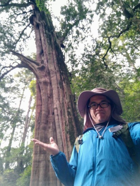 大雪山小神木步道+環站步道914508