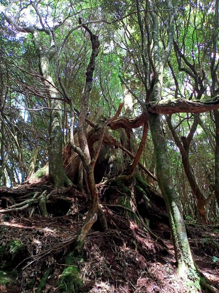塔曼山：新北市第一高峰之樹的國度1860913