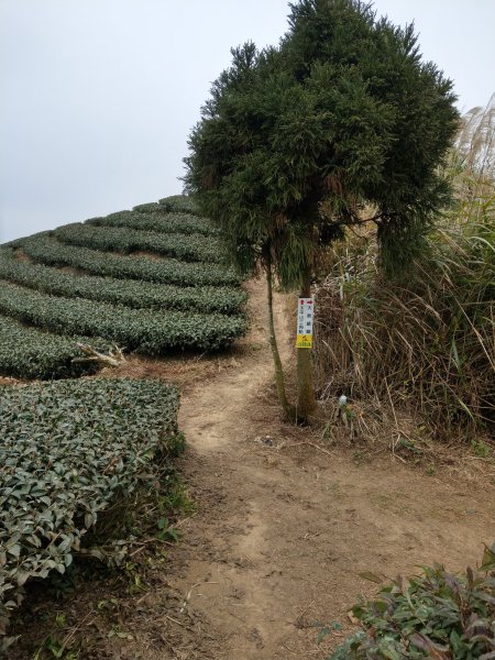 梨子腳山(小百岳#57) & 太平雲梯 (2021/1/29)1423194