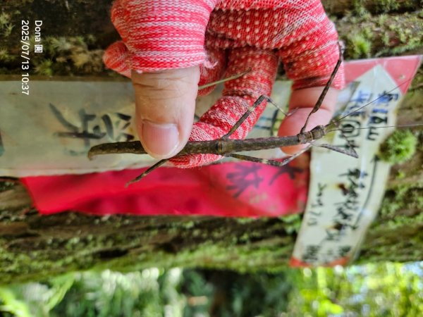 【菁桐】巡山東勢格古道全段加碼臭頭山2848027