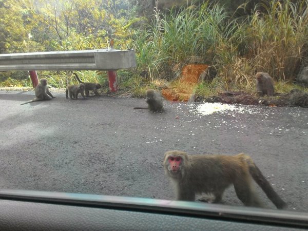 【新聞】太平山國家森林遊樂區台灣獼猴出沒 呼籲遊客勿餵食