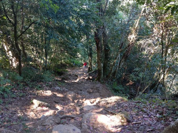 馬那邦山(小百岳#37)登山步道。點點楓紅 2020/12/131425339