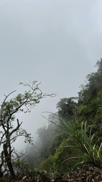 米堤香蕉園-鳳凰山-鳳凰南峰（台寅山） -金柑樹山-金柑樹山西北峰-領頭山東峰-忘憂森林2551818