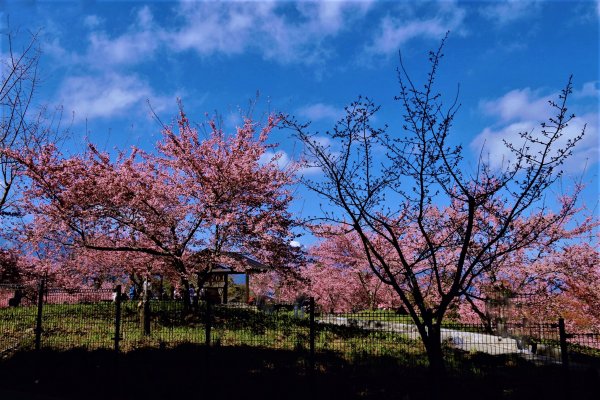千櫻園 • 滿園粉紅棉花糖掛樹稍1620708