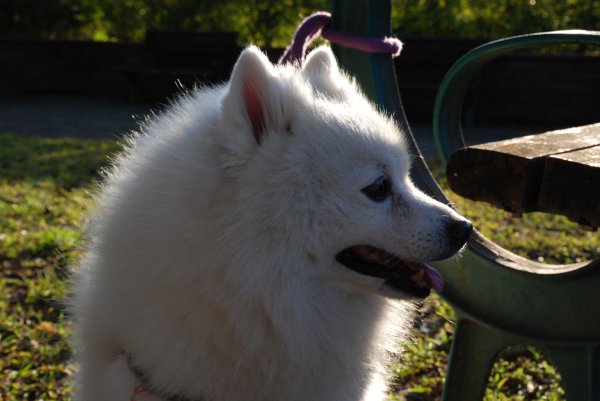 帶銀狐犬去廍子公園散步 2024.1.162404669